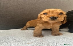 Cocker Spaniel dogs for sale: Beautiful Showtype cocker spaniels - Image 26