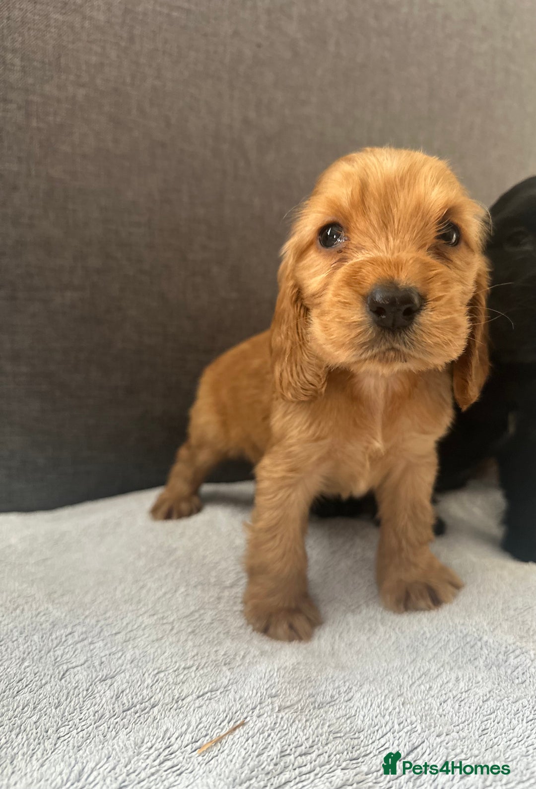 Cocker Spaniel dogs for sale: Beautiful Showtype cocker spaniels - Image 26