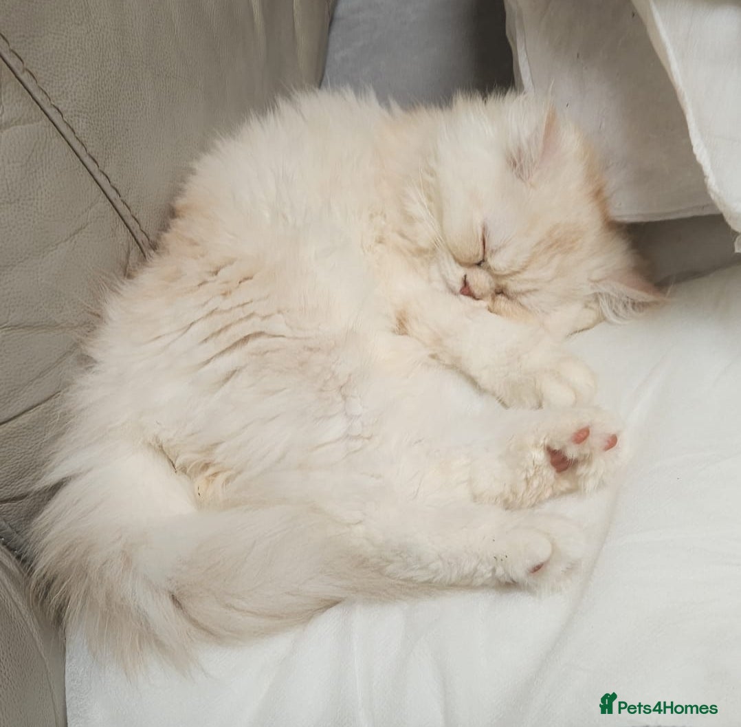 Persian cats  Chinchilla Persain looking for his forever home - Advert 4