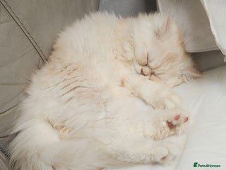 Persian cats Chinchilla Persain looking for his forever home - Advert 2