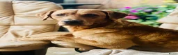 Labrador Retriever dogs for sale: KC Reg Labrador pups Working Traditional Chunky - Advert 40