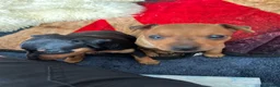 Miniature Pinscher dogs for sale: KC REG MINIATURE PINSCHER PUPPIES in Middlesbrough - Advert 1