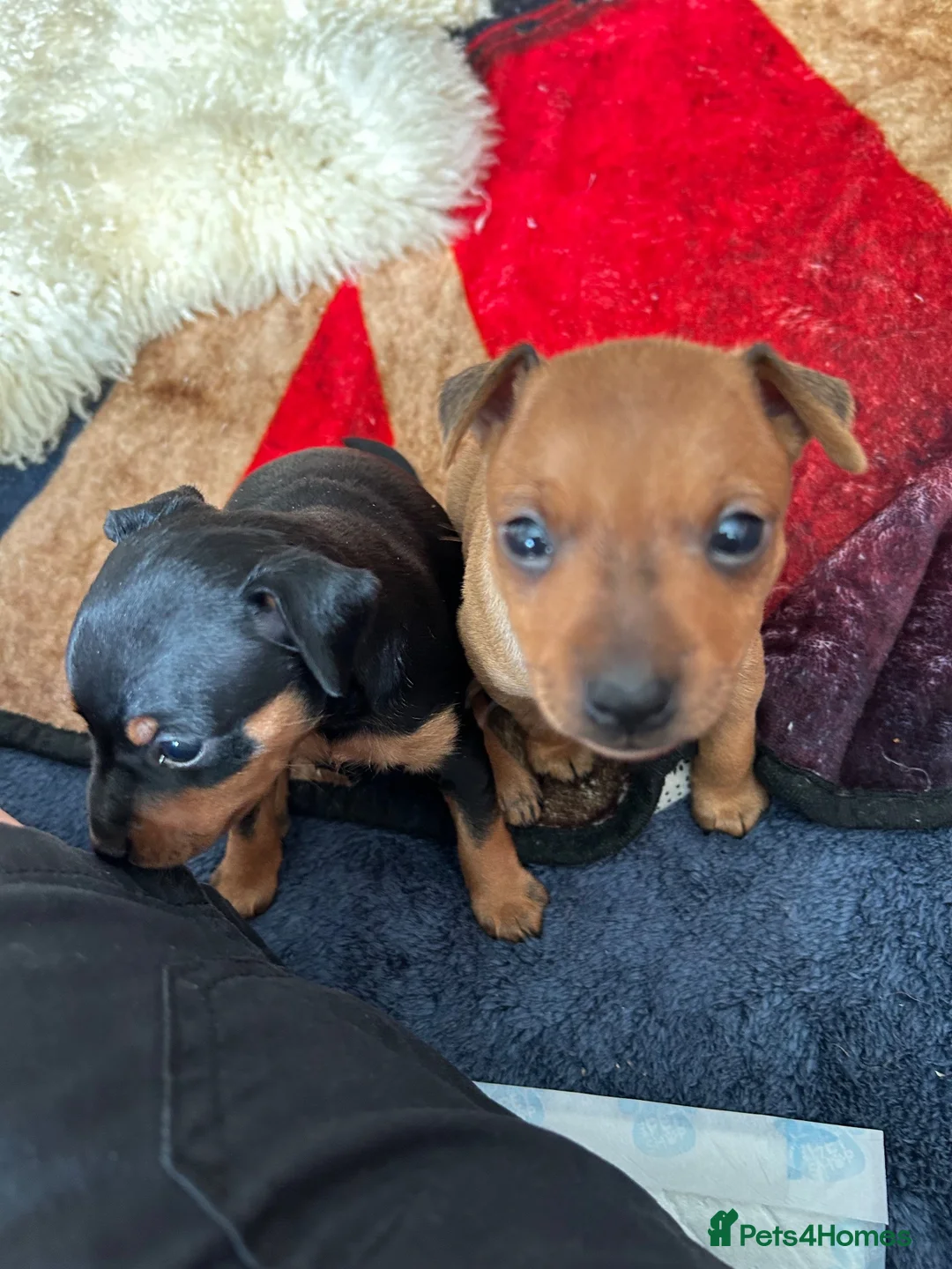 Miniature Pinscher dogs for sale: KC REG MINIATURE PINSCHER PUPPIES in Middlesbrough - Advert 1