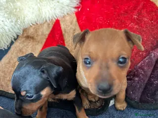 Miniature Pinscher dogs KC REG MINIATURE PINSCHER PUPPIES - Advert 8