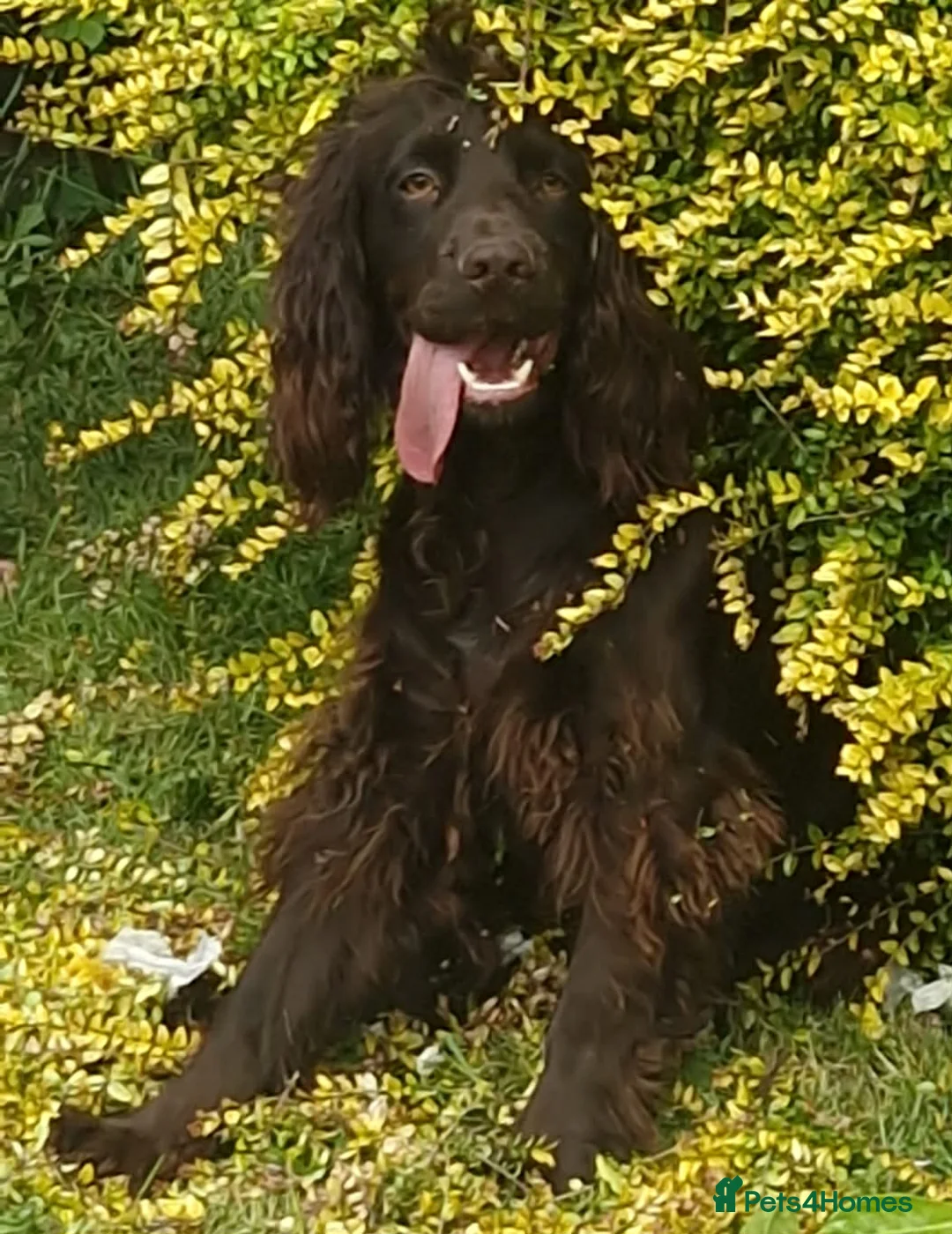 Mixed Breed dogs for sale: Frockers  in Hull - Advert 5