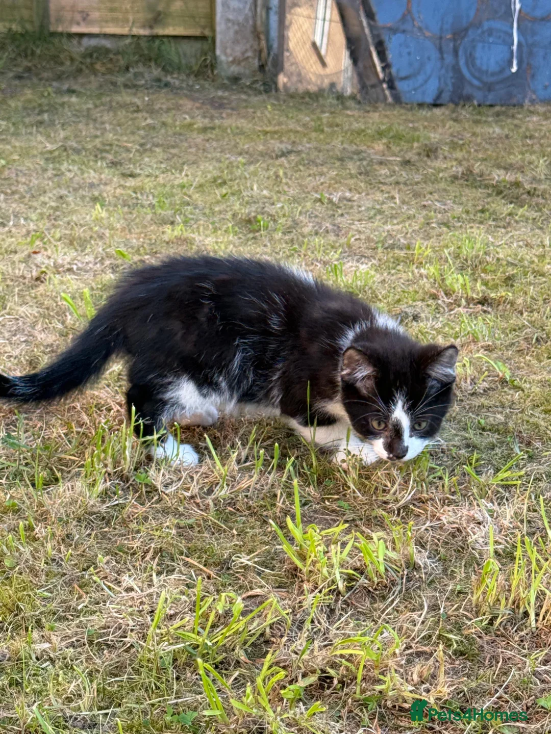 Mixed Breed cats for sale: MaineCoon x British Shorthair - Advert 2