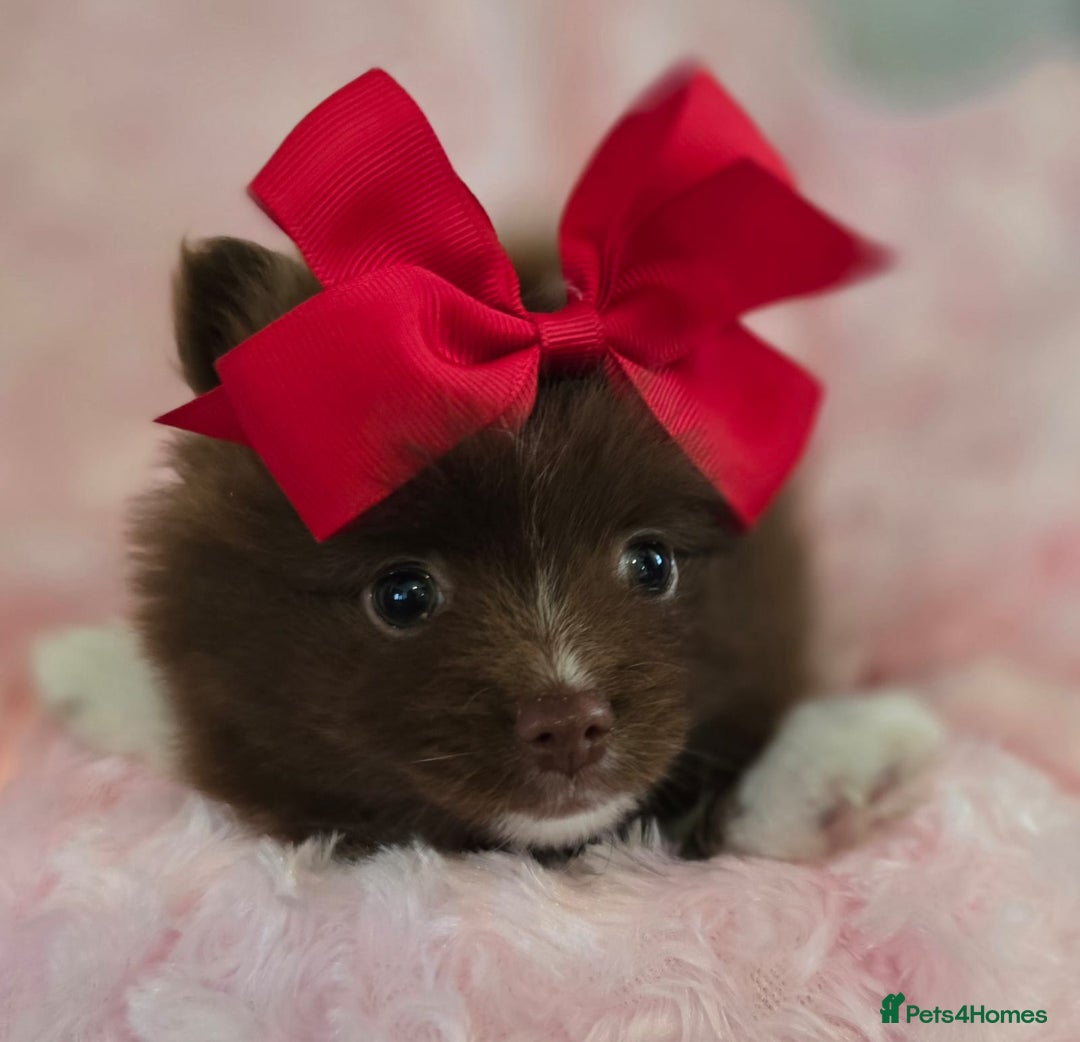 Pomeranian dogs for sale: Pomeranian puppies  - Image 9