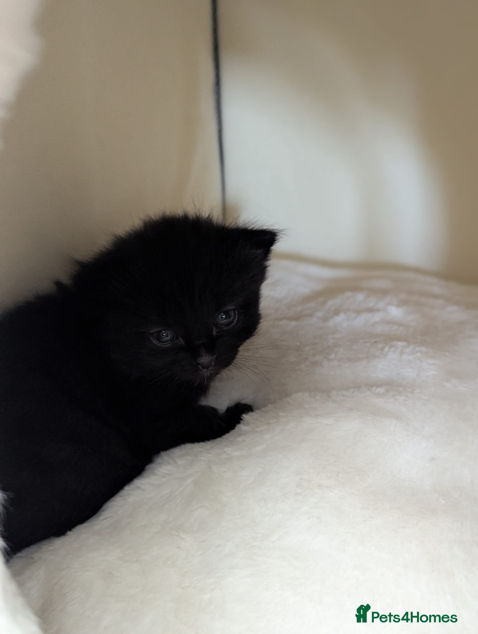 Mixed Breed cats for sale: Two kittens for sale  - Advert 4