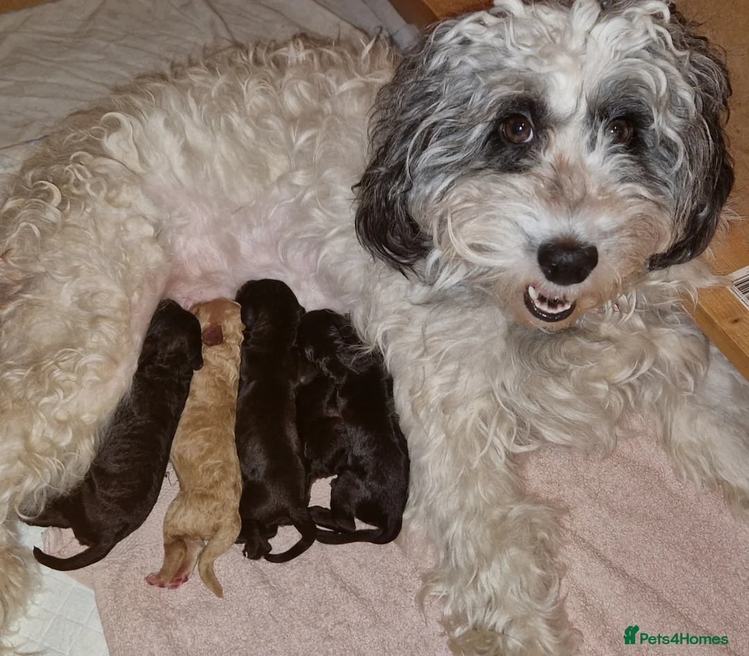 Cockapoo dogs for sale: Cockapoo puppies for sale - Advert 4