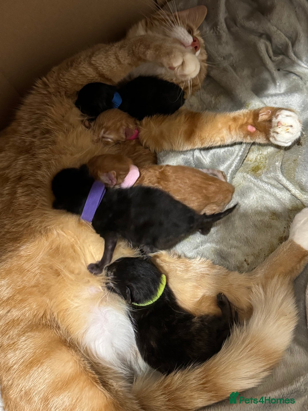Mixed Breed cats for sale: Kittens available - females and males - Image 17