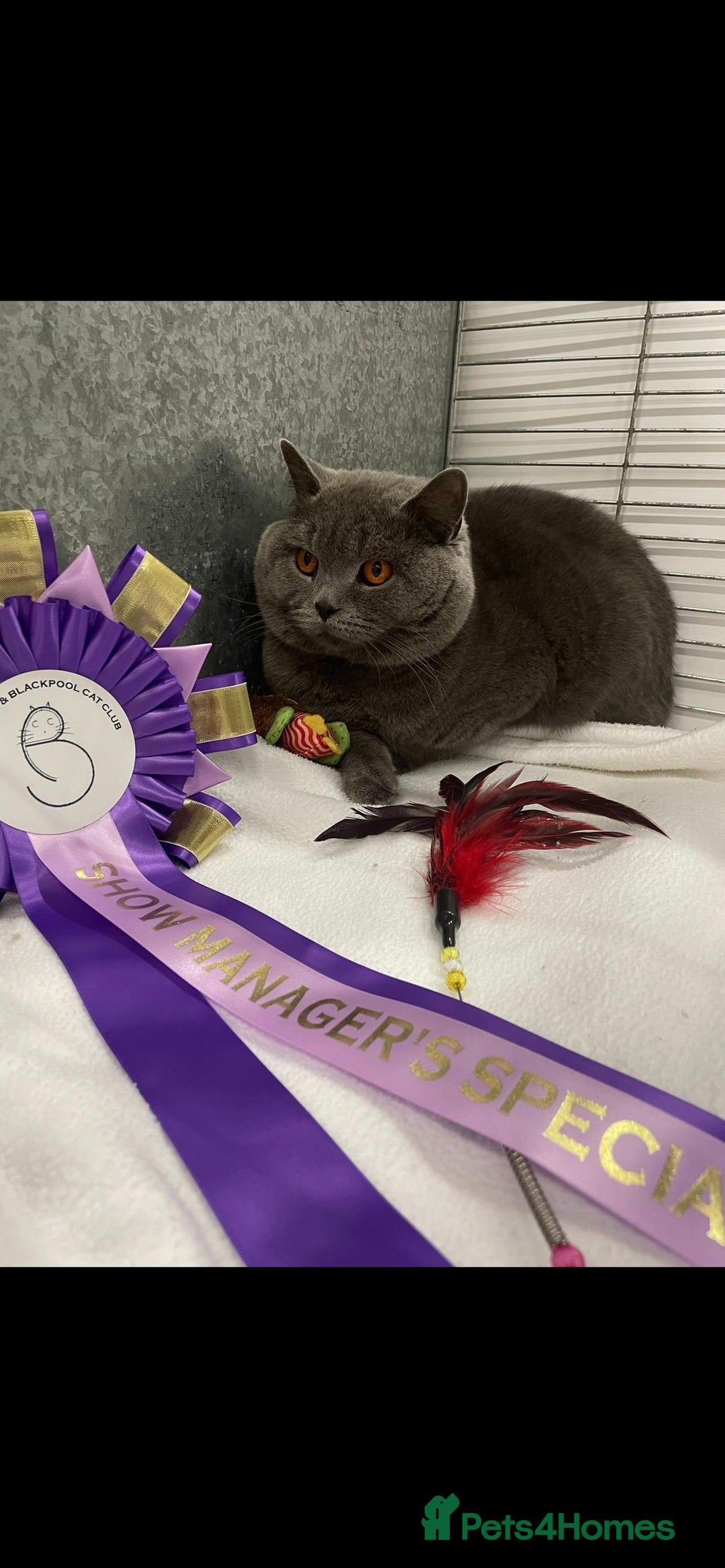British Shorthair cats for stud: Blue n lilac copper eyed/ Quality PROVEN STUDS - Advert 1