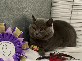 British Shorthair cats Blue n lilac copper eyed/ Quality PROVEN STUDS - Advert 4