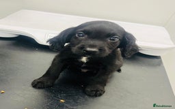 Cocker Spaniel dogs for sale: Cocker spaniel pups available  - Image 3