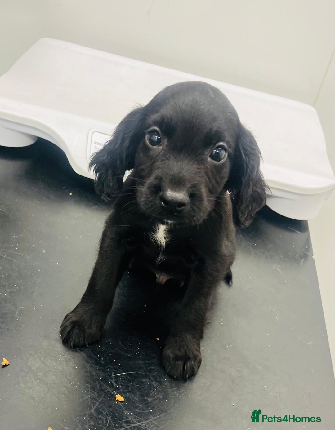 Cocker Spaniel dogs for sale: Cocker spaniel pups available  - Image 3