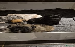 French Bulldog dogs for sale: 3 female french bulldogs - Advert 10