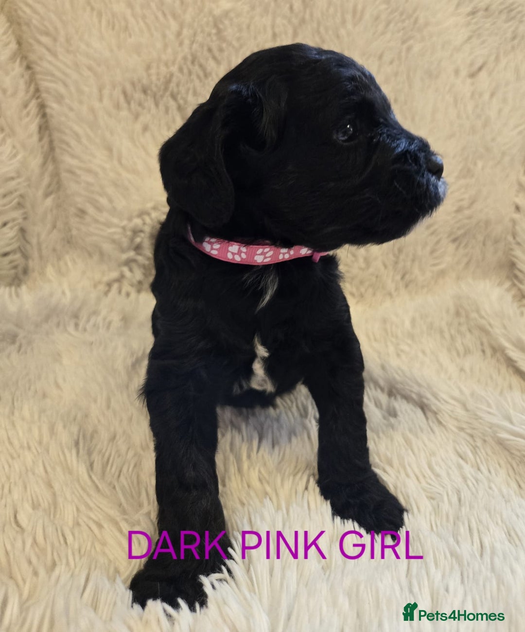 Tibetan Terrier dogs for sale: Adorable fluffy TToodle puppies  - Image 21