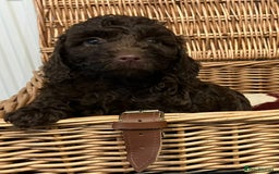 Cockapoo dogs for sale: Beautiful Rare Colour Cockapoo  - Image 11