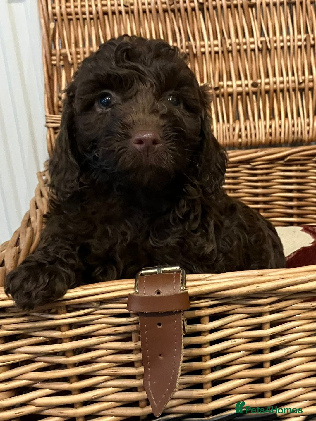 Cockapoo dogs for sale: Beautiful Rare Colour Cockapoo  - Image 11