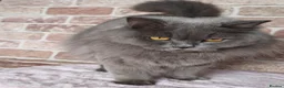 British Longhair cats for sale: British Shorthair & Longhair Kittens - Advert 8