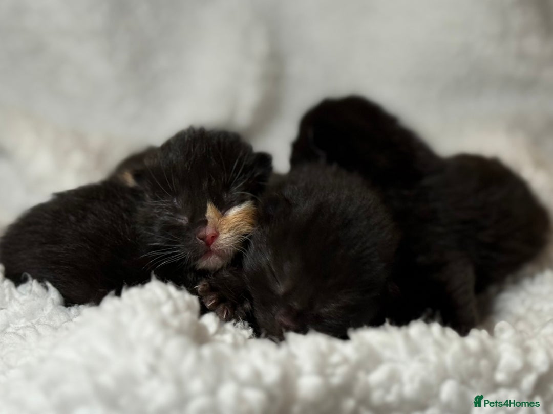 Domestic Shorthair cats for sale: 🐾✨ Gorgeous Fluffy Black Kittens – Ready 24/12 🐾 - Image 15