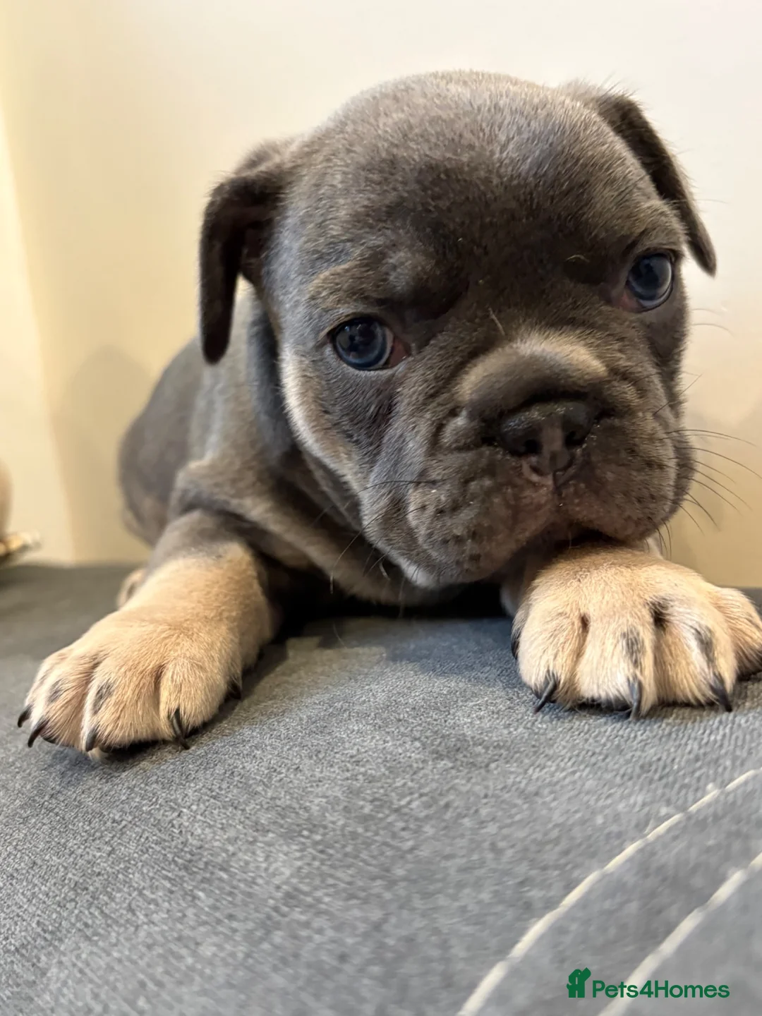 French Bulldog dogs for sale: Beautiful French Bulldog Puppies  in Forfar - Advert 13