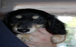 Miniature Dachshund dogs for sale: Black cream and black tan  - Image 2