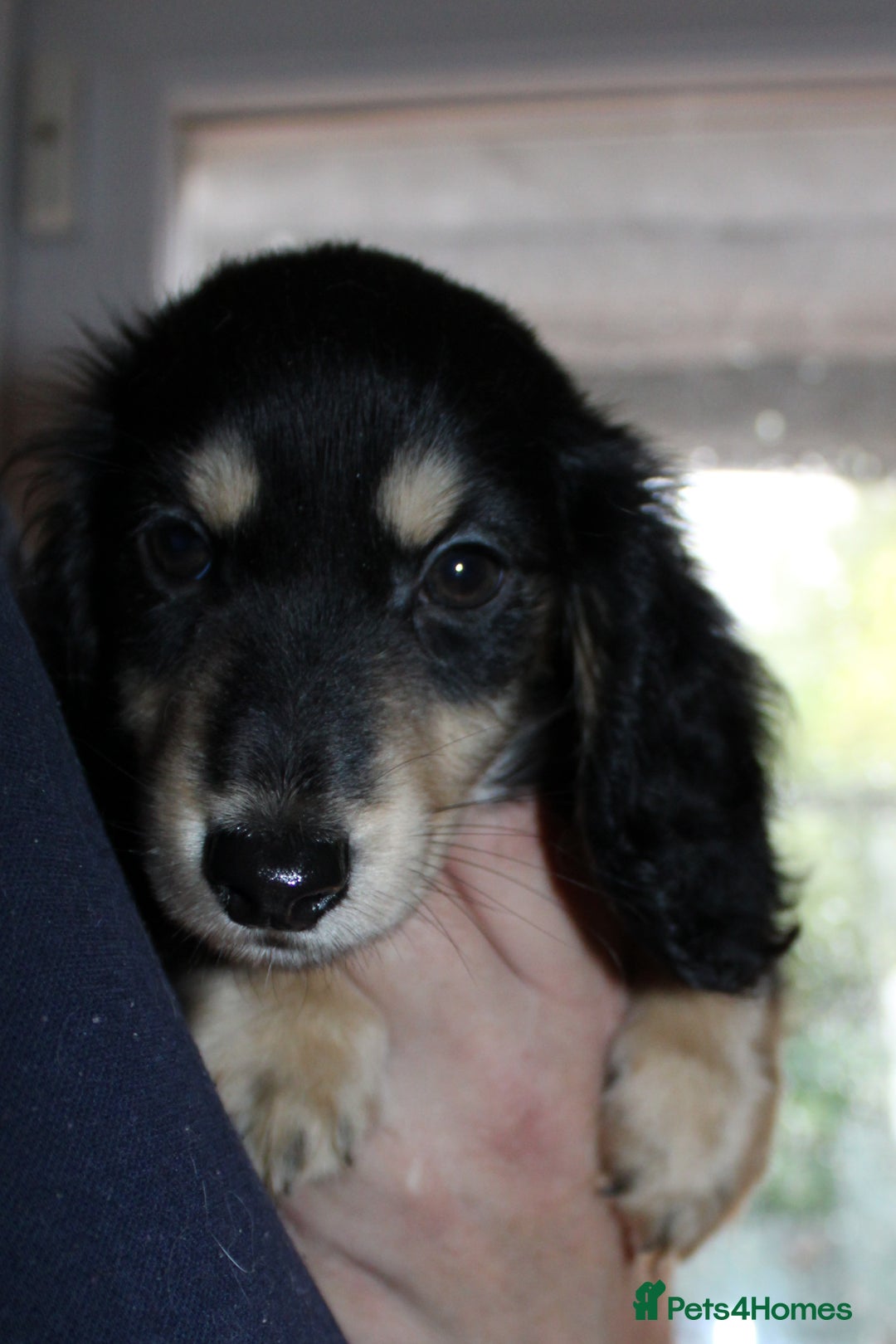 Miniature Dachshund dogs for sale: Black cream and black tan  - Image 2