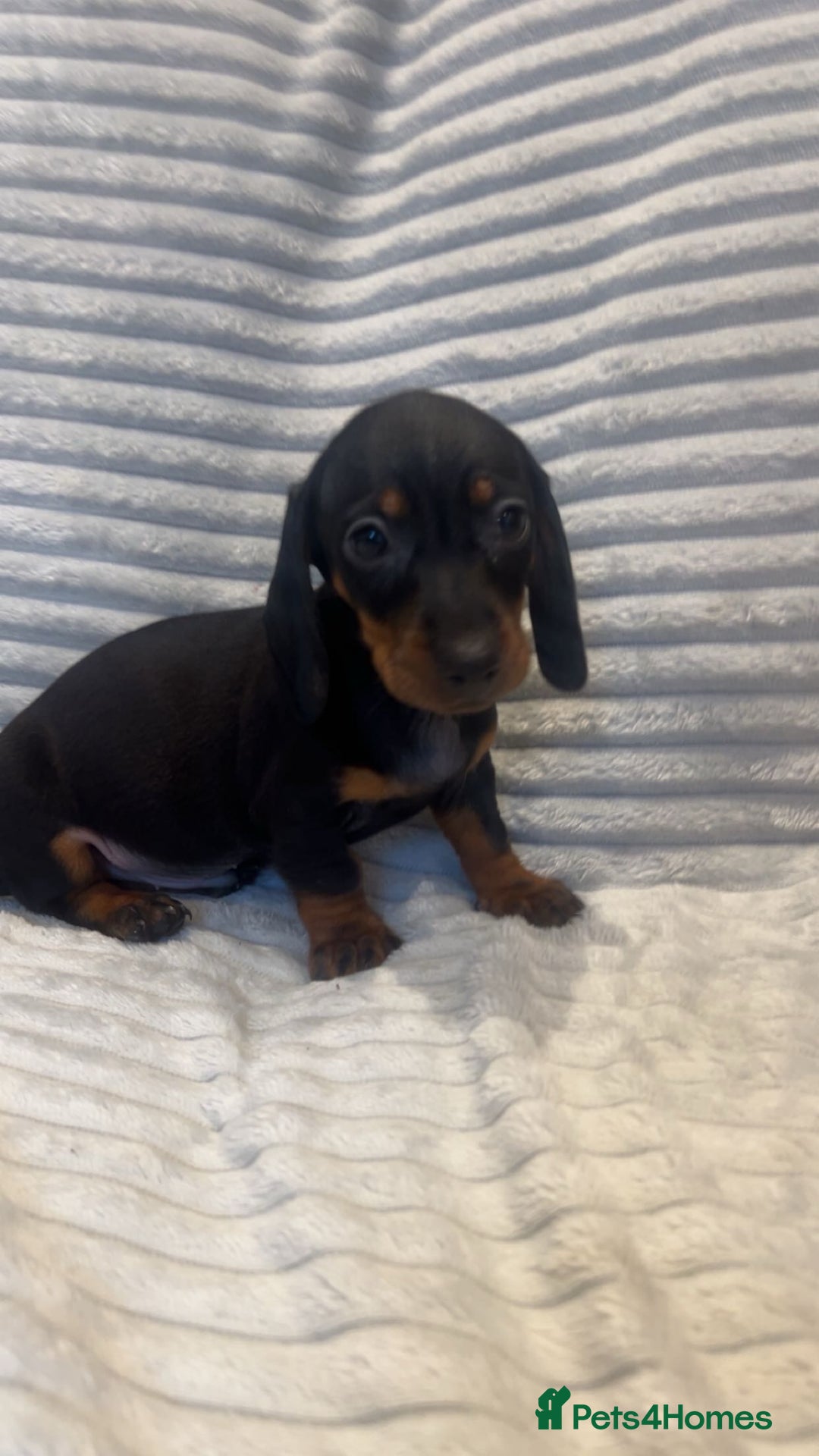 Miniature Dachshund dogs for sale: Minatures dachounds - Advert 16