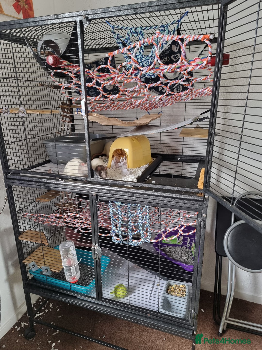 Rat rodents for sale: 4 young female rats with enclose for sale - Advert 14