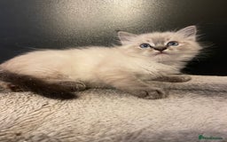 Ragdoll cats for sale: Last boy girl Hcm pkd so loving  playful cutie  - Image 22
