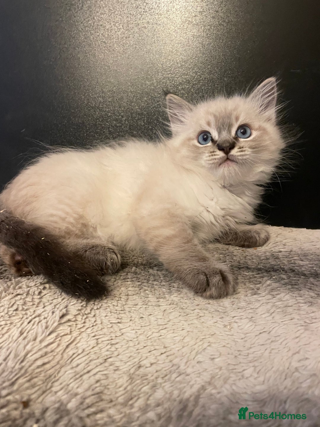 Ragdoll cats for sale: Last boy girl Hcm pkd so loving  playful cutie  - Image 22