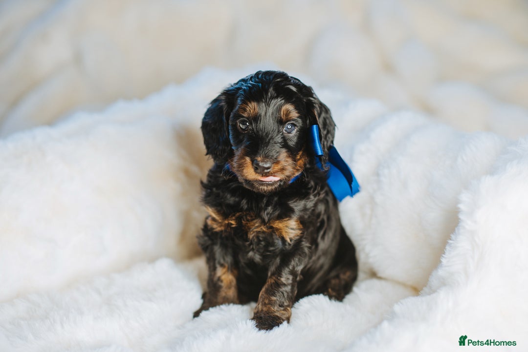 Cockapoo dogs for sale:  READY NOW!! 💙🐶💙2 boys Amazing F1b Cockapoos  - Advert 31