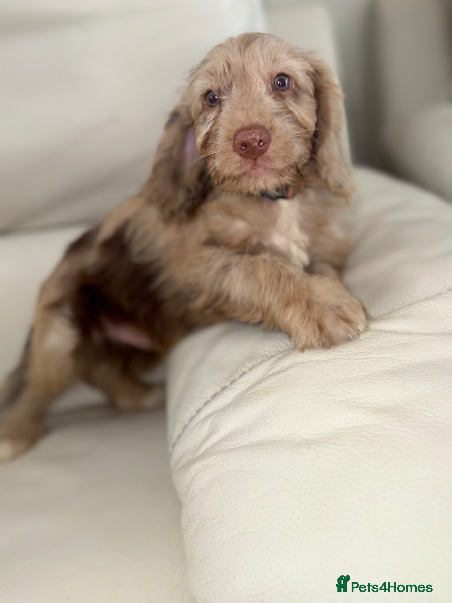 Cockapoo dogs 🐶 Ready Now! Gorgeous F1 Cockapoo Puppies - Advert 2
