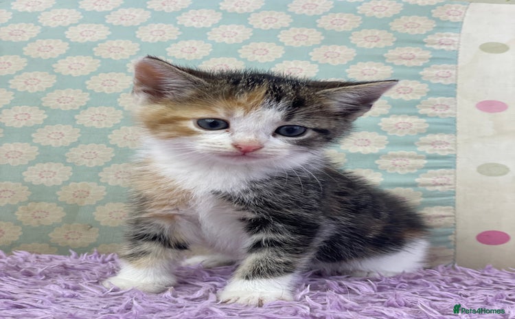 Mixed Breed cats Beautiful kittens looking for their forever homes - Advert 1