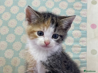 Mixed Breed cats Beautiful kittens looking for their forever homes - Advert 6