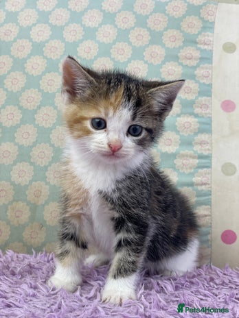 Mixed Breed cats Beautiful kittens looking for their forever homes - Advert 1