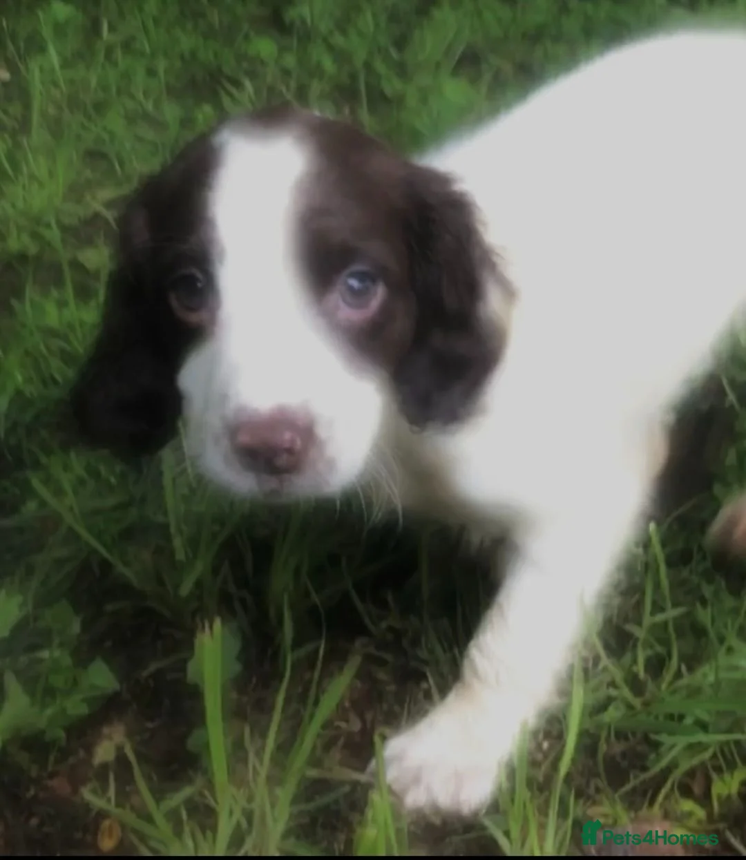 English Springer Spaniel dogs for sale: English Springer Spaniel pups for sale! - Advert 2