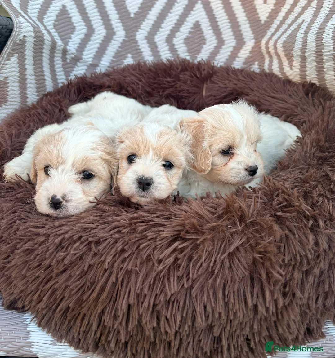 Cavachon dogs for sale: Cavachons - Advert 1
