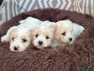 Cavachon dogs Cavachons - Advert 1