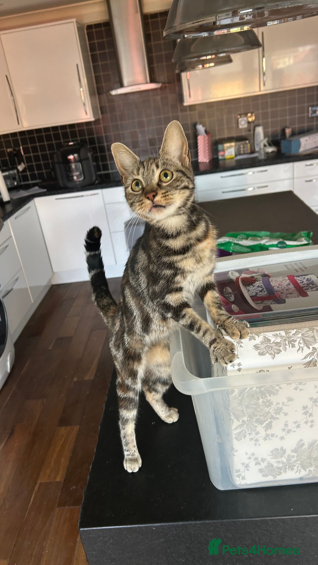 Bengal cats for sale: Ella  - Advert 5