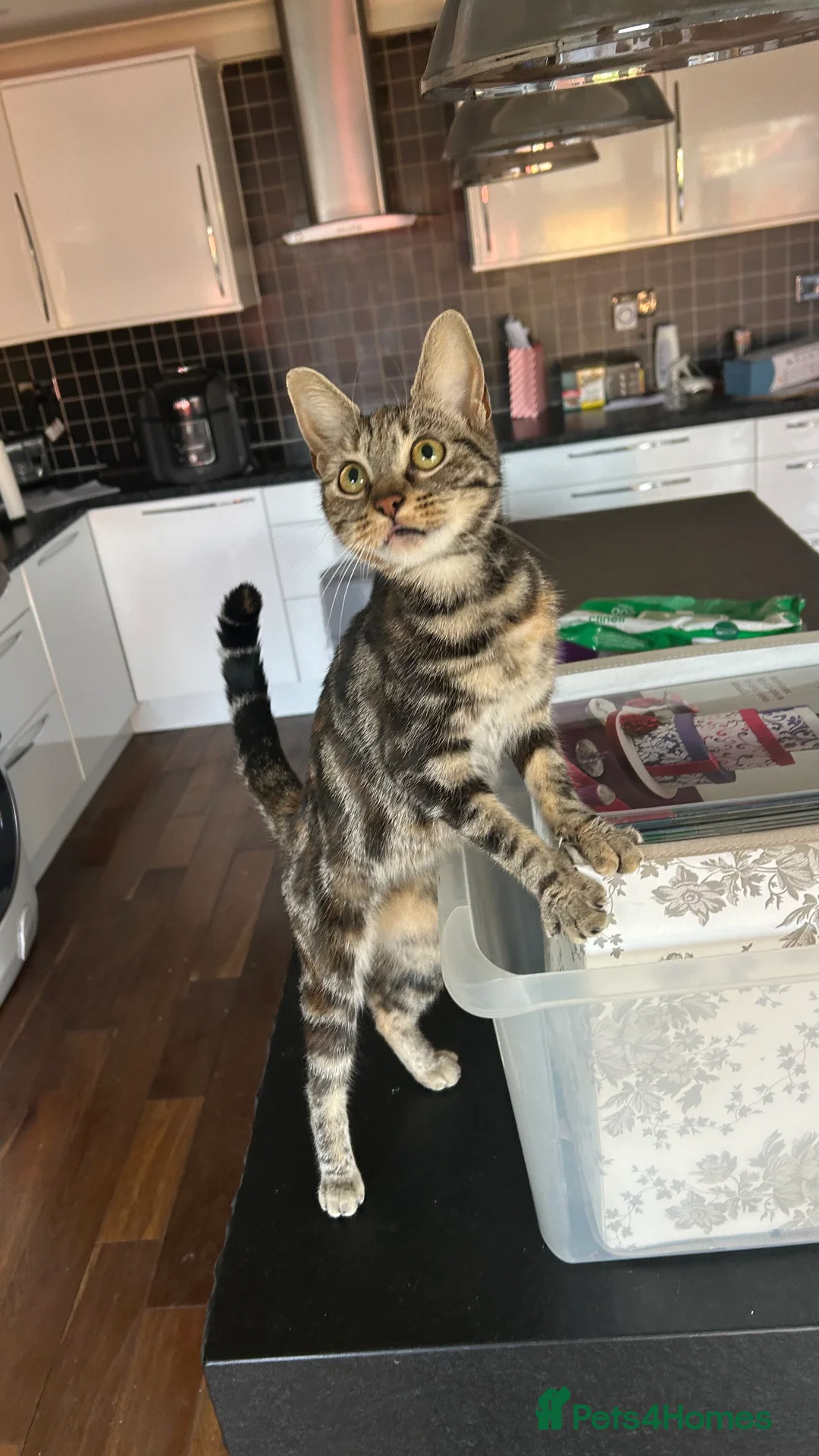 Bengal cats for sale: Ella  - Advert 5