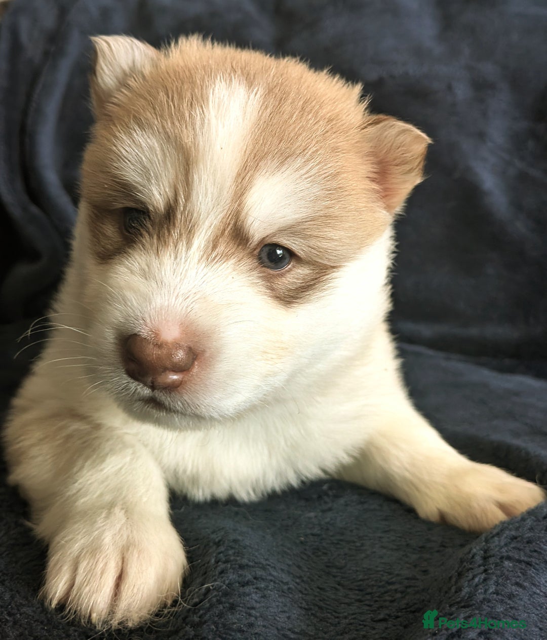 Old Siberian Huskies 12 Week Old Husky Puppy Week Old Husky Puppy