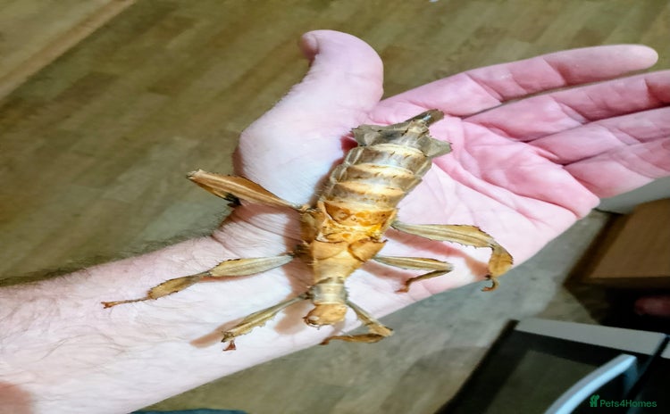 Stick Insects invertebrates - Advert 6