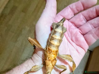 Stick Insects invertebrates - Advert 1