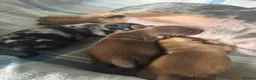 Dachshund dogs for sale: Miniature dachshund - Advert 19