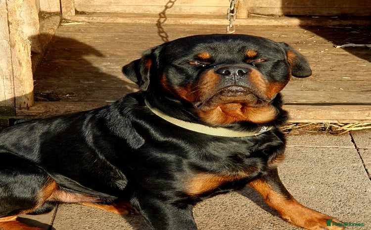 Rottweiler dogs - Advert 1