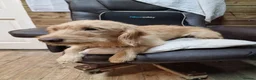 Labradoodle dogs for sale: Eris f1 labradoodle 4 years old  - Advert 11