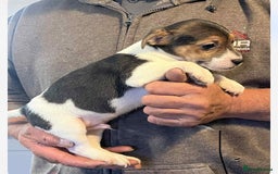 Jack Russell dogs for sale: 2 short legged male pups  - Image 3