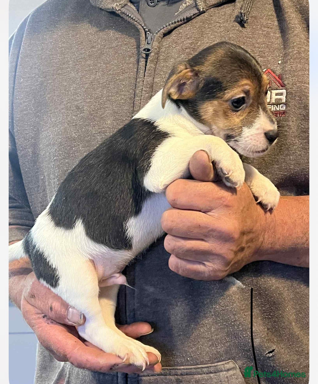Jack Russell dogs for sale: 2 short legged male pups  - Image 3