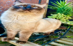 Ragdoll cats for sale: Gorgeous Ragdoll boy - Image 7